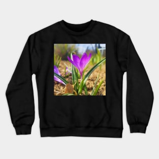 Purple Crocus Close Up Crewneck Sweatshirt